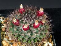 Thumbnail of 1988_Mammillaria sonorensis albiflora_20240830(1).JPG